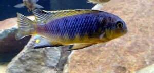 Tropheops tropheops 'Minos Reef'